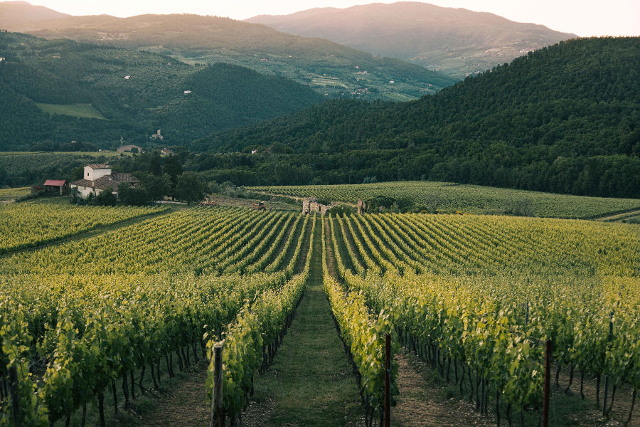 Australian Vineyard